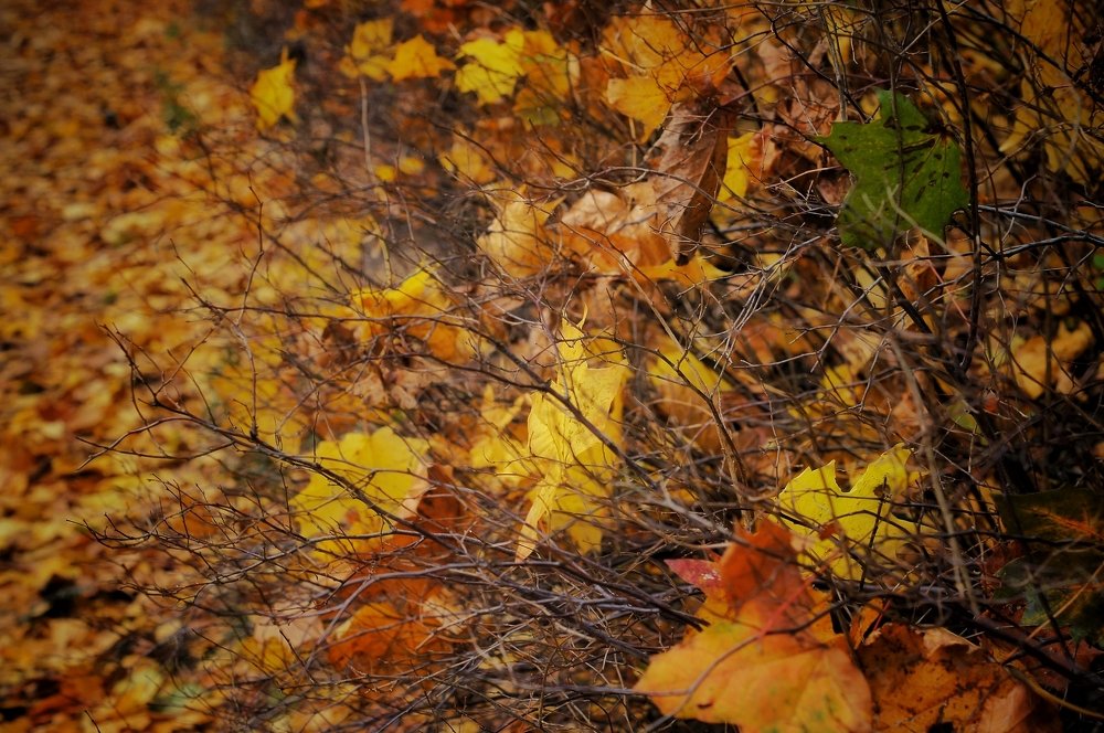 Photograph by Лев Останин