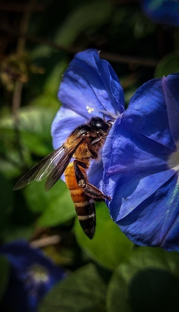 Фотография автора Gopalakrishna Chinta