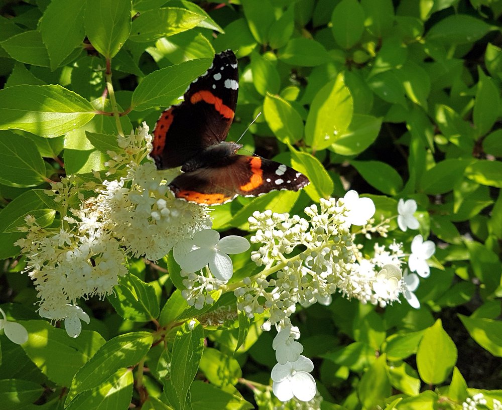 Butterfly on a flower