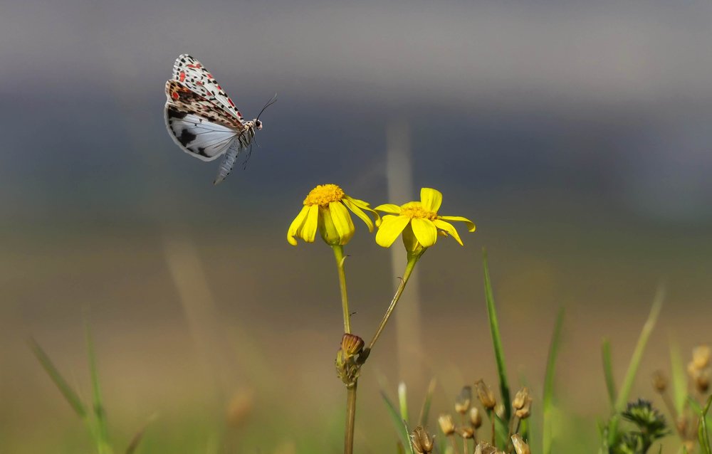 Photograph by ali bakhshi