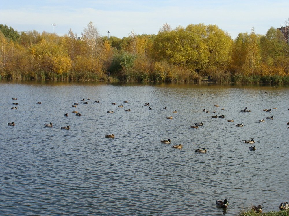 летим на юг