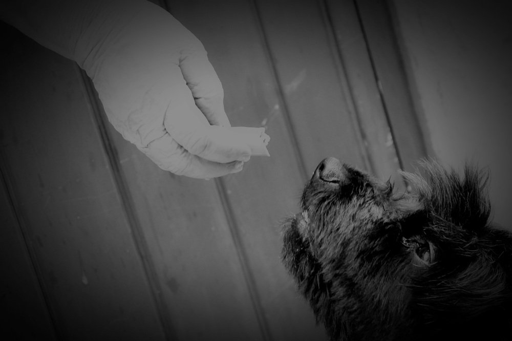 Photograph by Francisco Ferreira