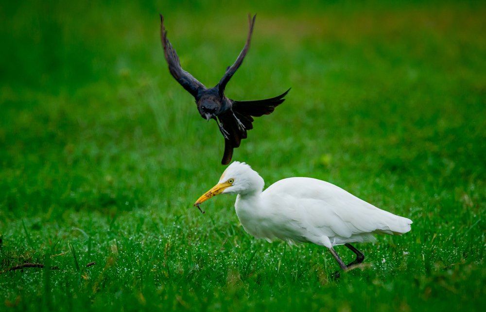 Photograph by Puja Dey