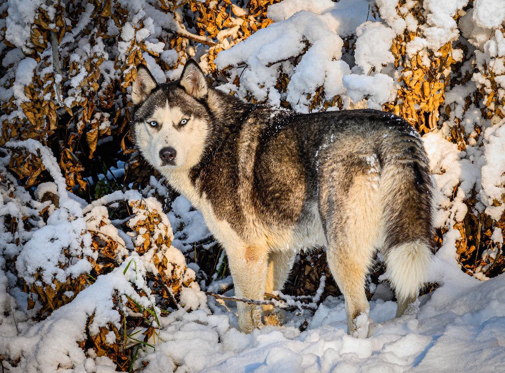 Фотография автора Оксана Белозерская