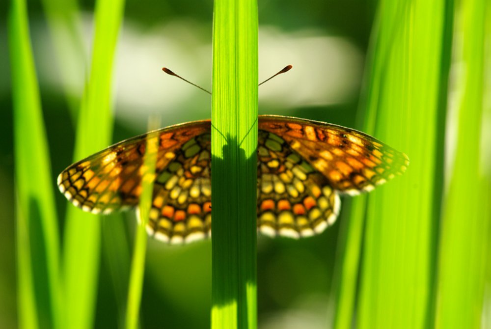 Photograph by Дмитро