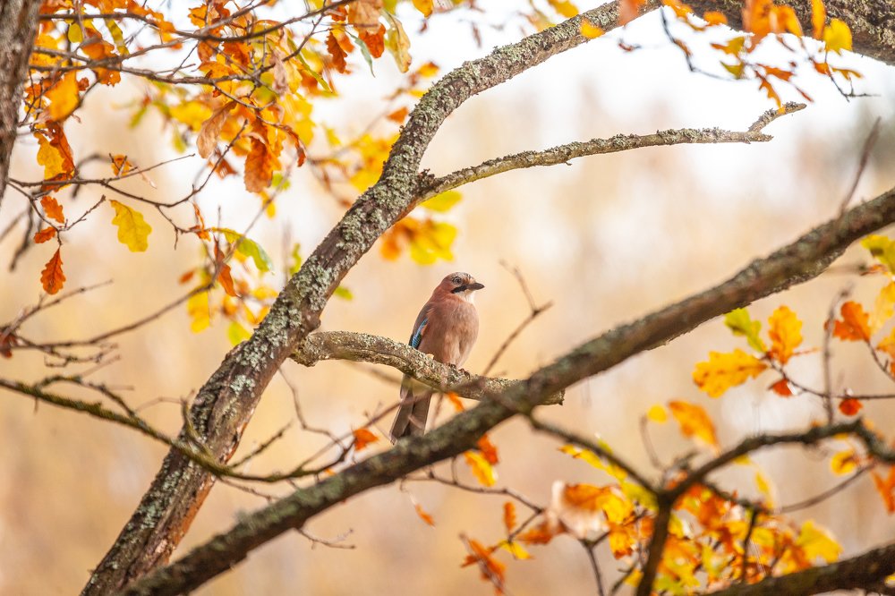 Одинокая птица