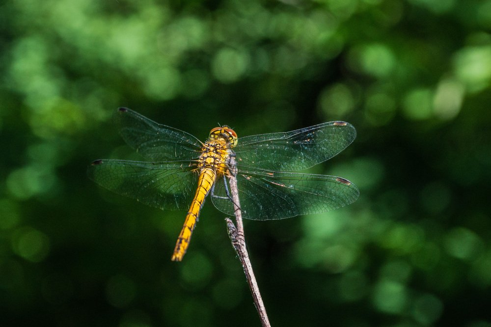 Photograph by Евгения Тарасова