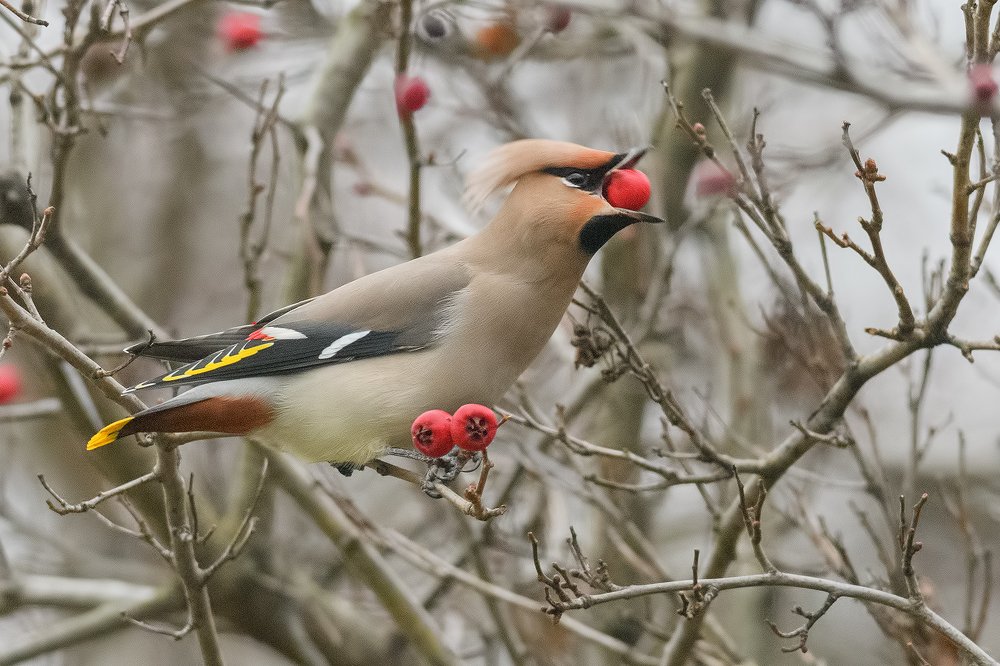 Photograph by Анна Голубева