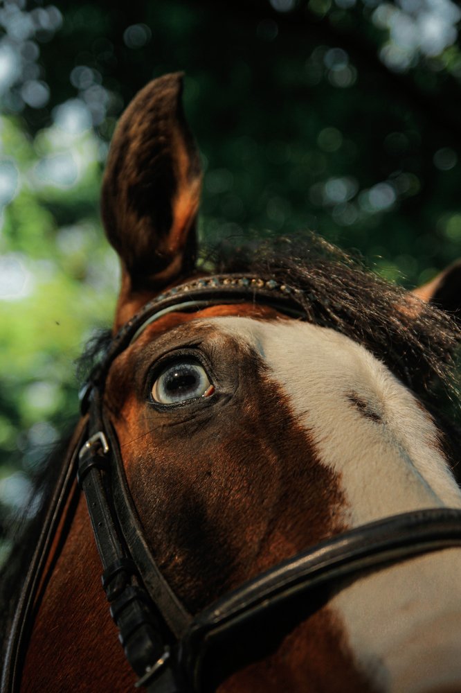 Photograph by Anastasiia Mietielieva