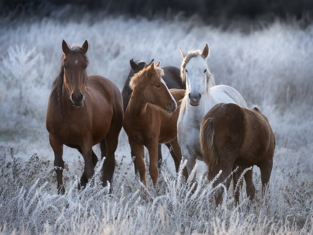 Семейные узы
