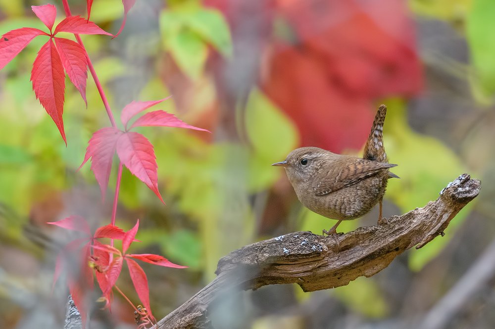 Photograph by Анна Голубева