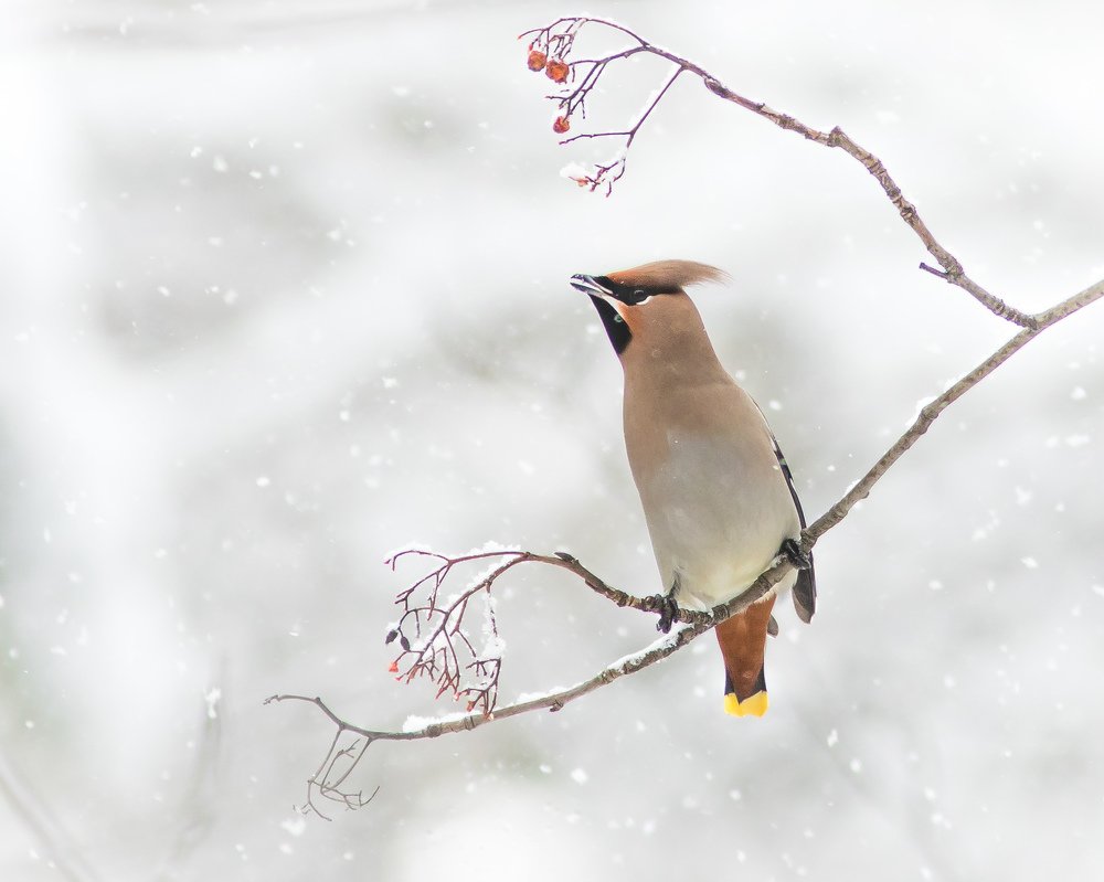 Свиристель