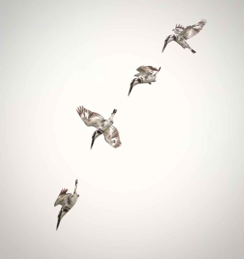 Timing with kingfisher