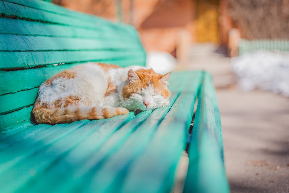 Фотография автора Анатолий Гарин