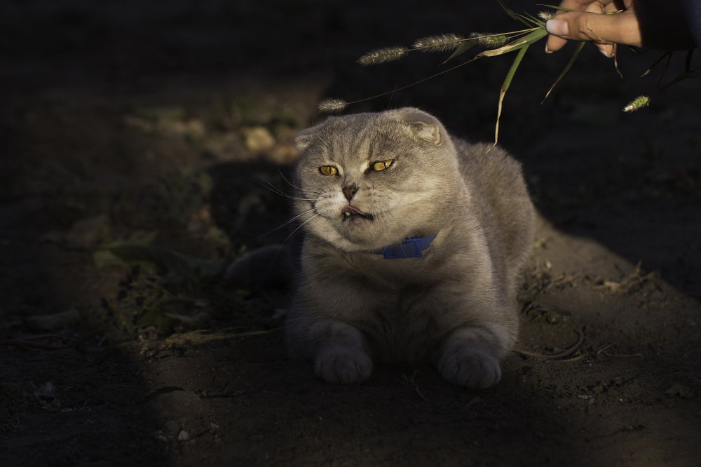 Фотография автора Анна Вигера