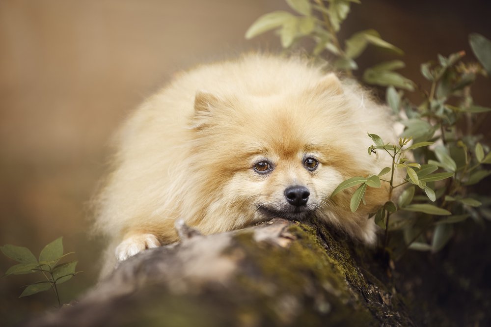 Calmness in the woods