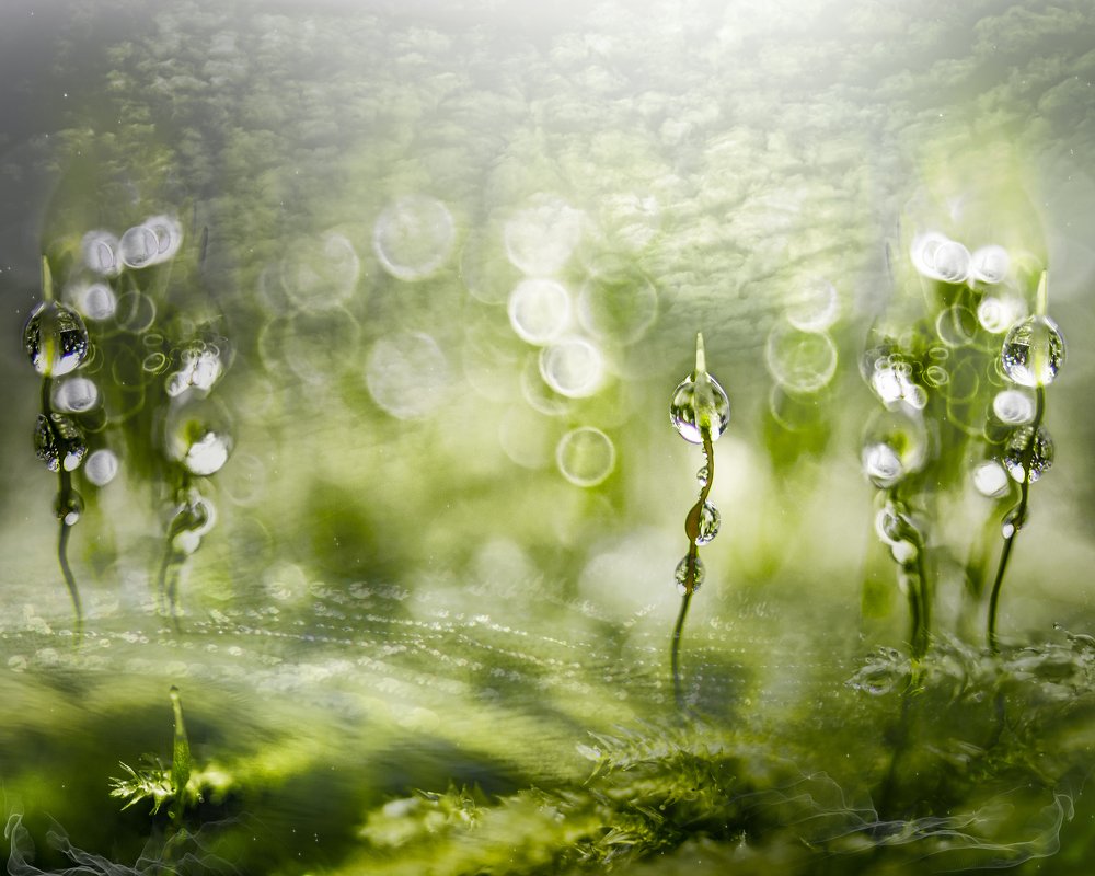 Photograph by Kristina Zvinakeviciute