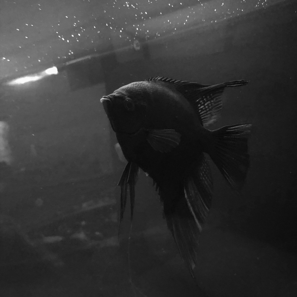 Photograph by Kristina Ter-Hovhannisyan