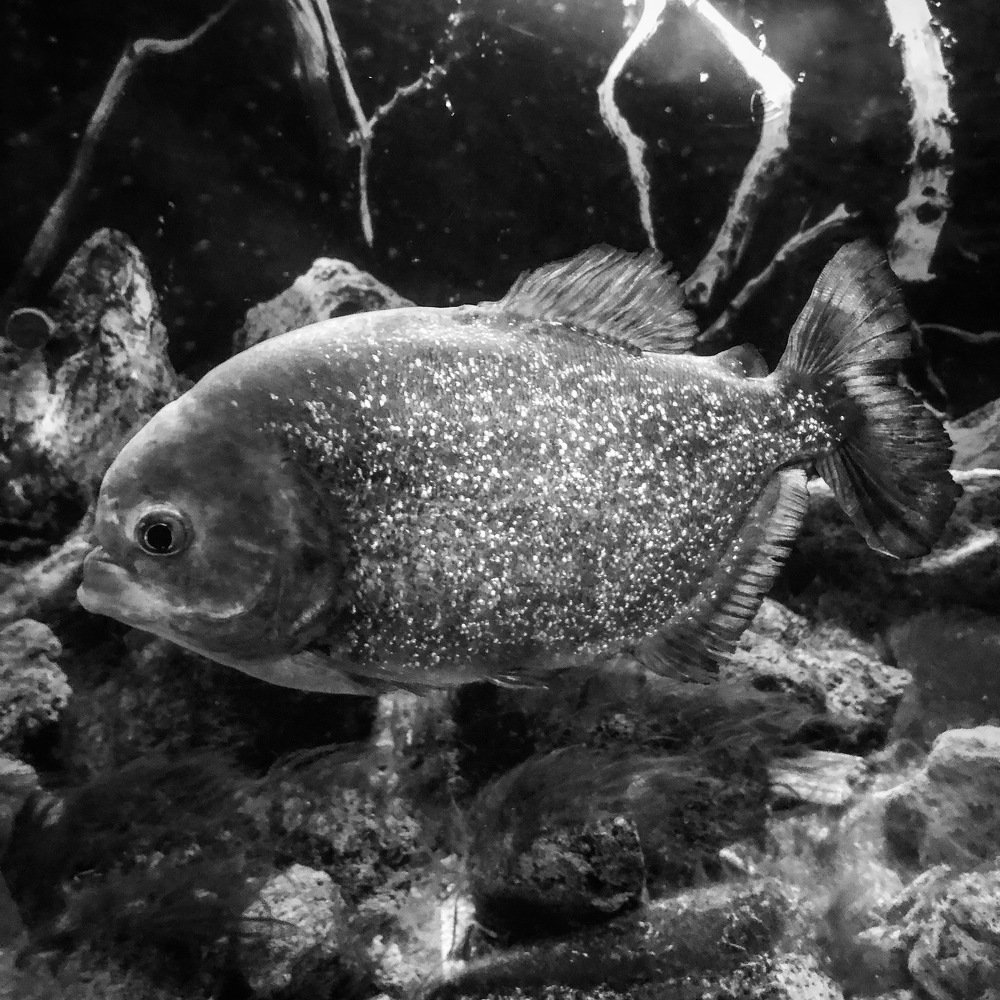 Photograph by Kristina Ter-Hovhannisyan