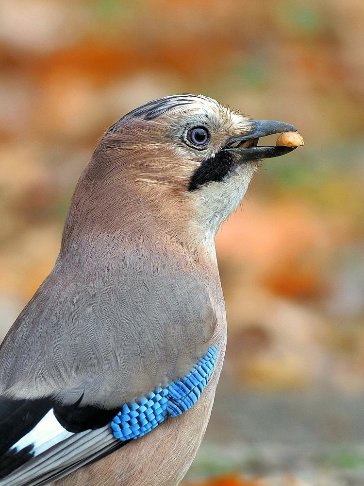 Jay (Garrulus glandarius)