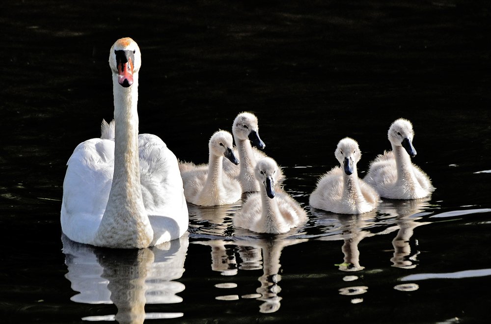 Фотография автора Антип