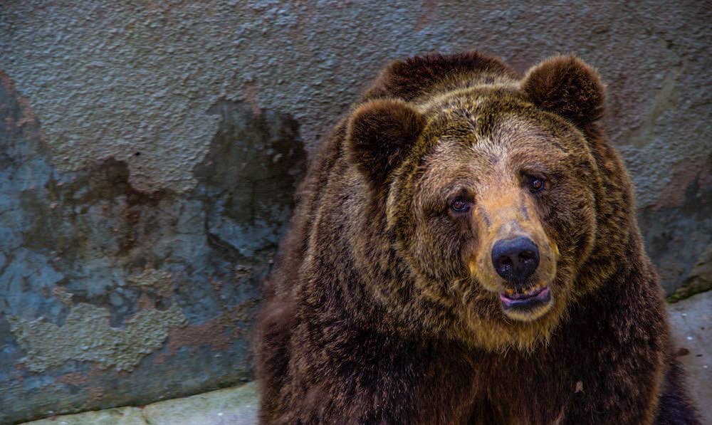 Безысходность