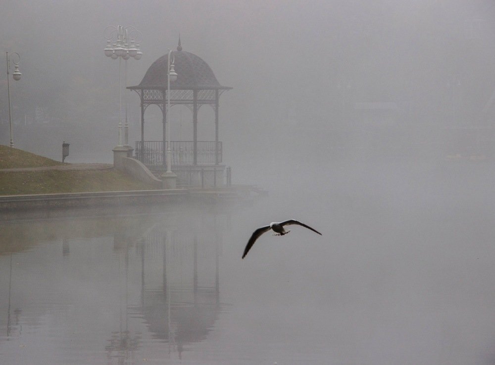 Сквозь туман