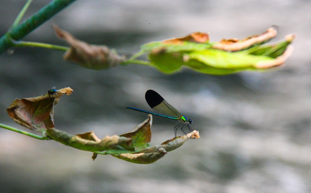 Photograph by Лариса Фомина