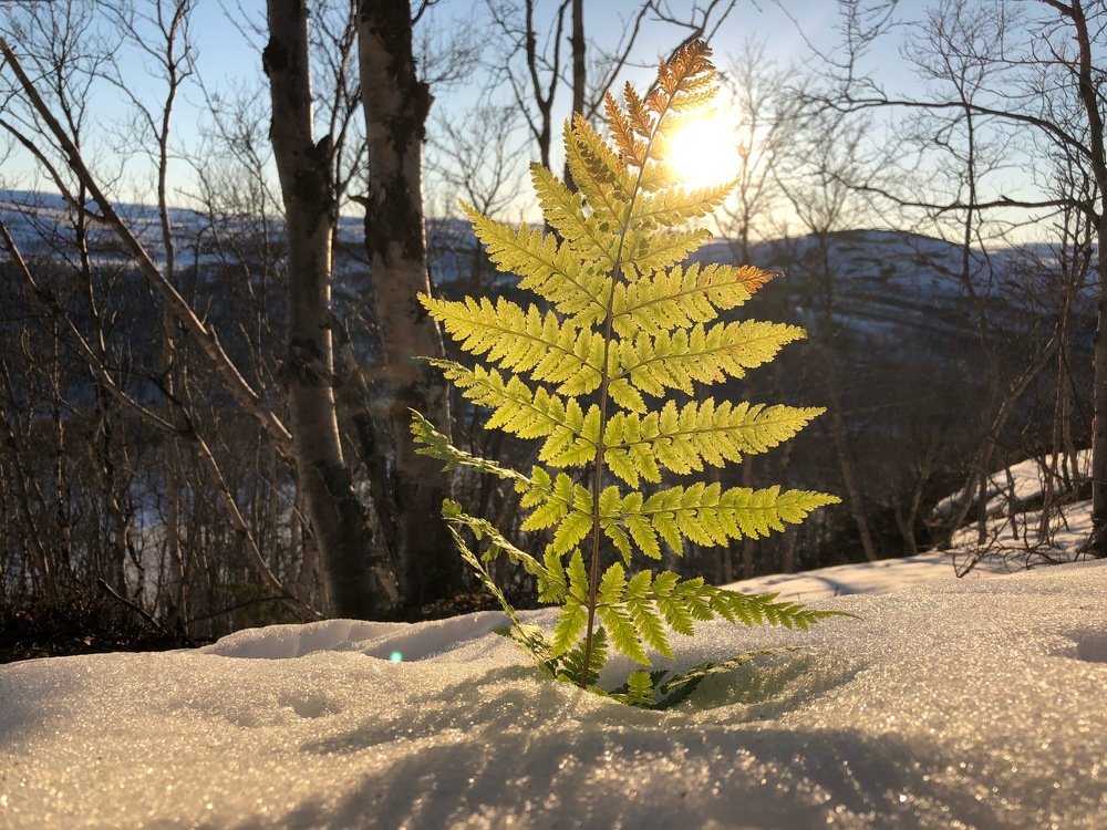 Photograph by Оксана Шеховцова