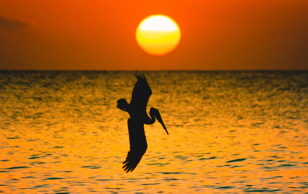 Pelican Diving at Sunset