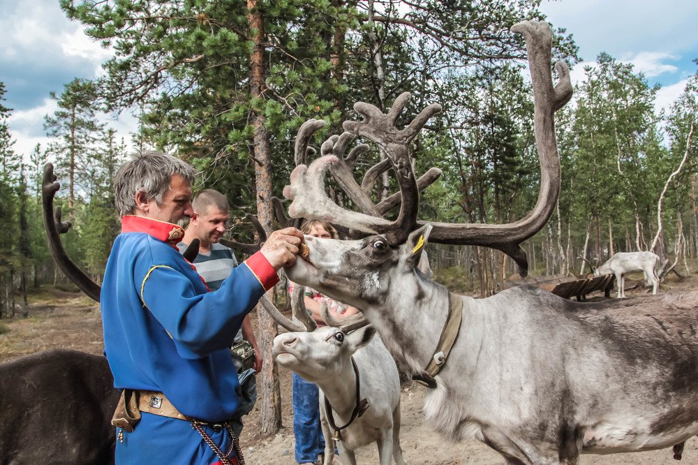 Будни оленевода