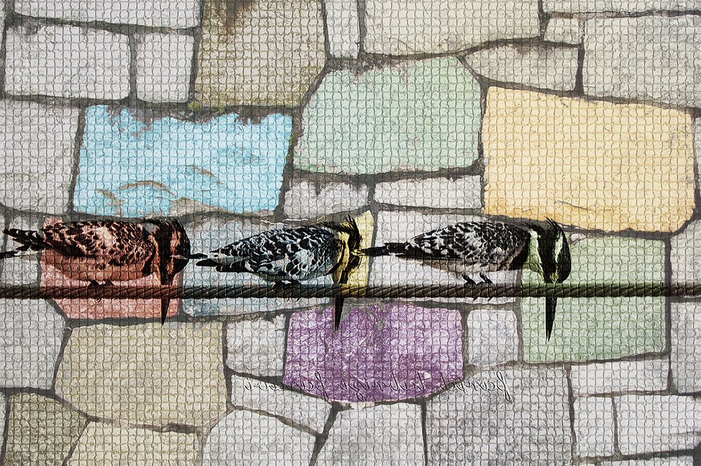 Photograph by seyedmohamad tabrizi