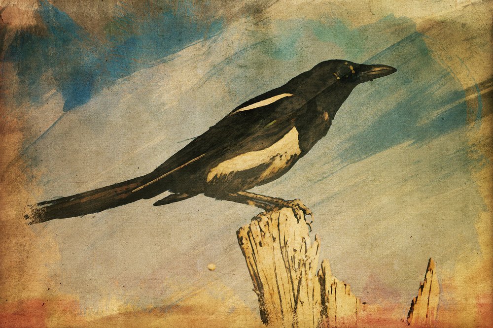 Photograph by seyedmohamad tabrizi