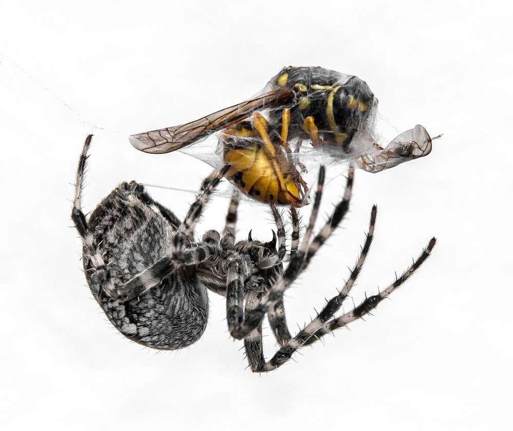 Photograph by Radim Zoun