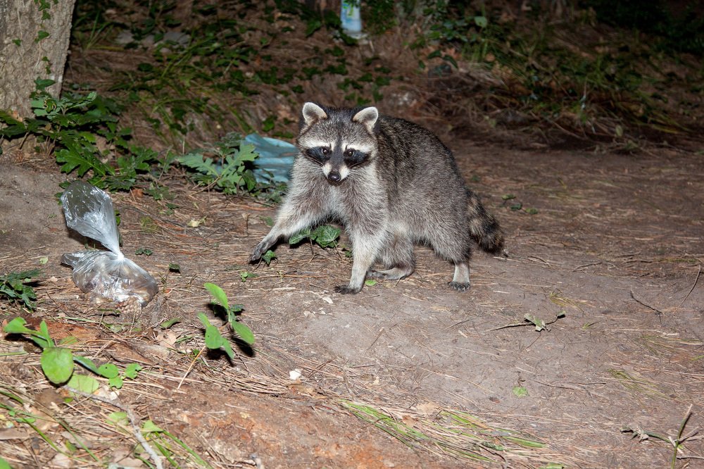 Ночной воришка