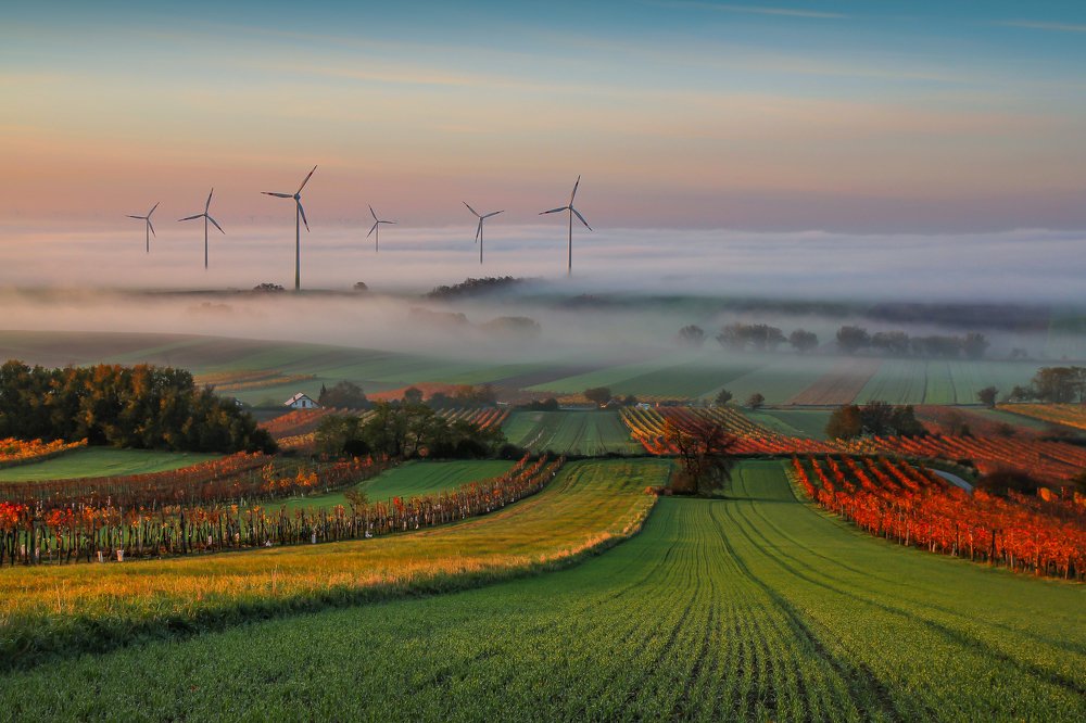 Autumn haze in the vineyards
