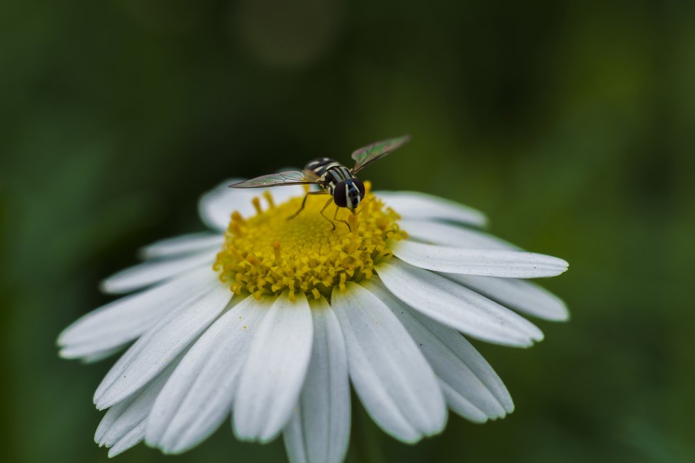 Photograph by Cristhian Estiwar