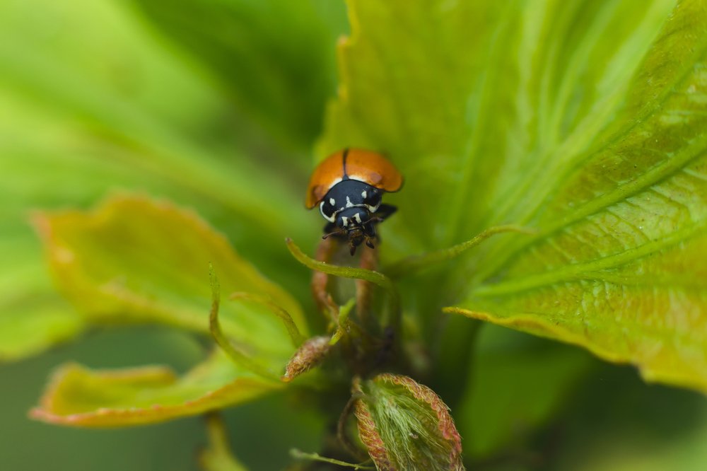 Photograph by Cristhian Estiwar