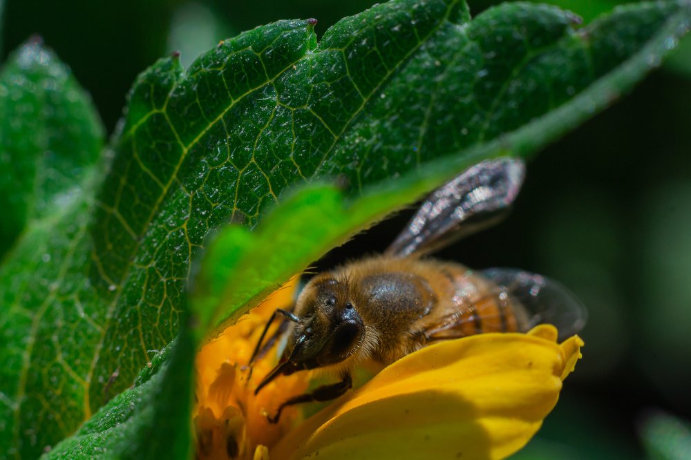 Photograph by Cristhian Estiwar