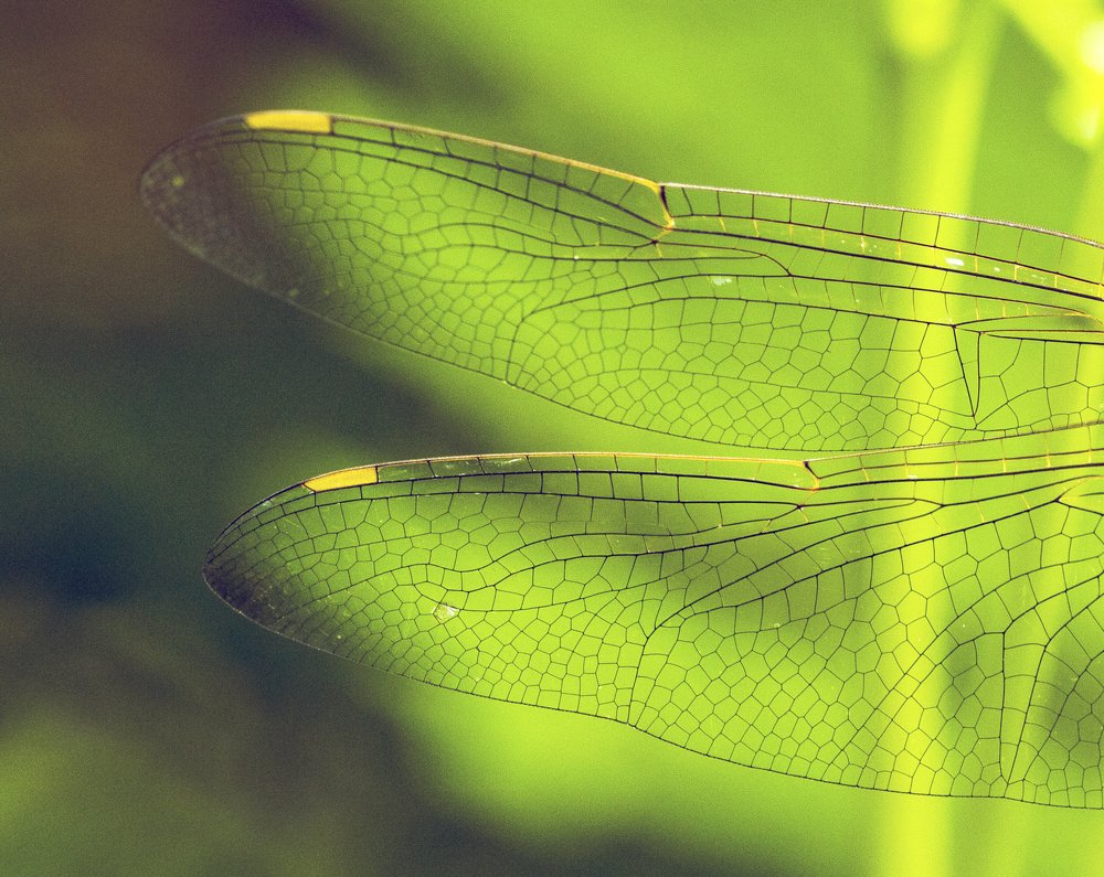 Photograph by Sachin Gawade