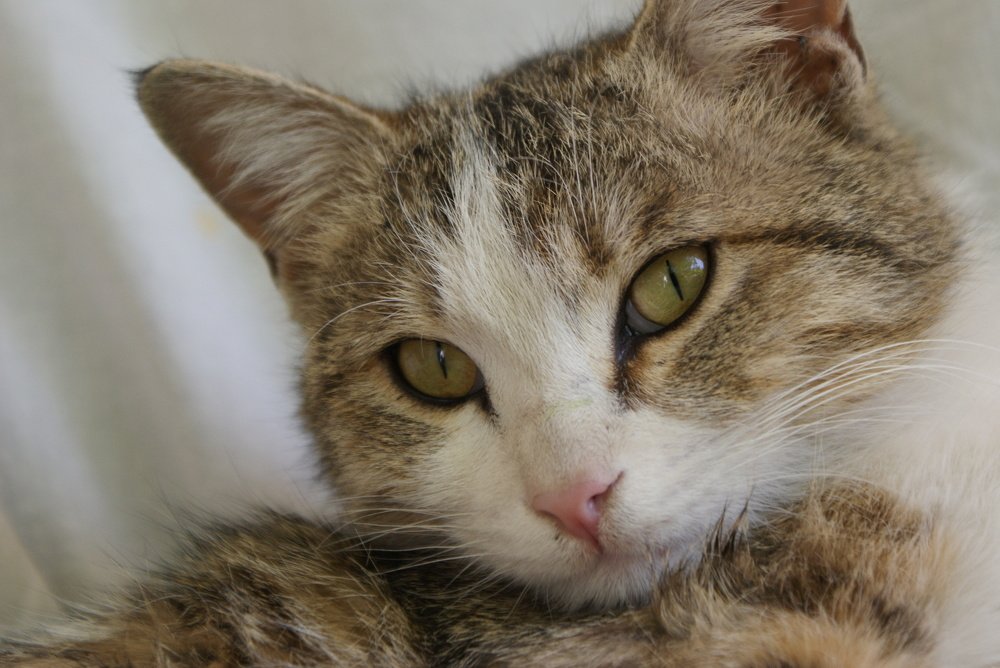 Photograph by Roozbeh Rahiminejat