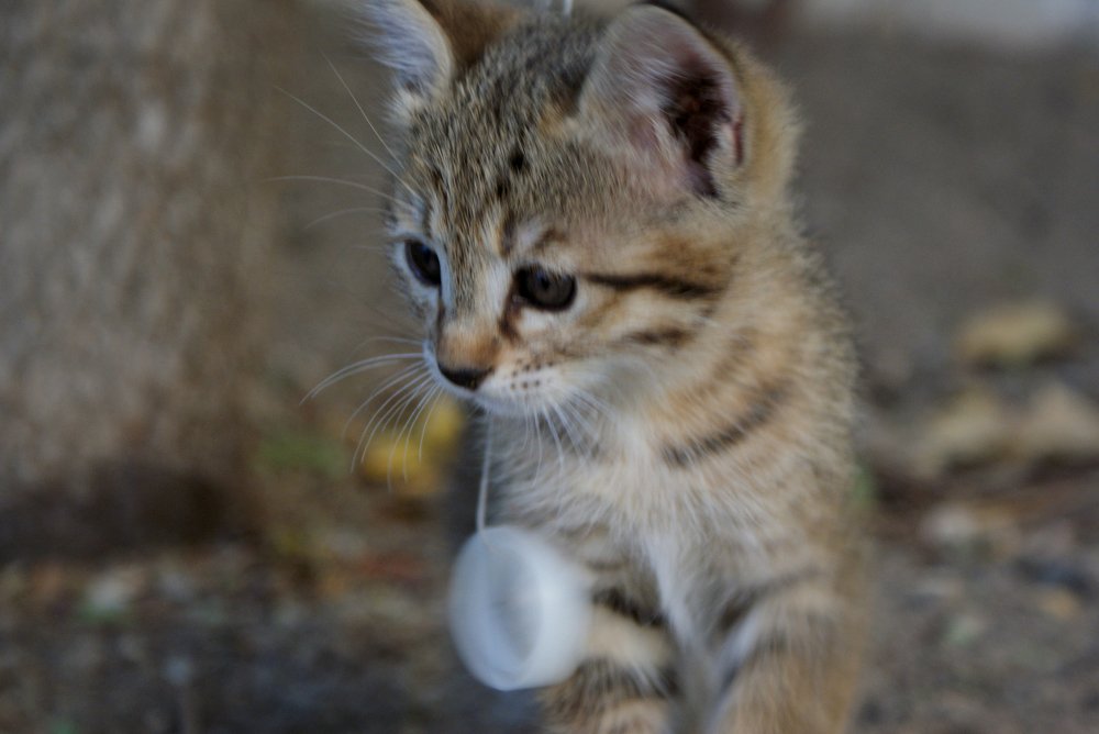 Photograph by Roozbeh Rahiminejat