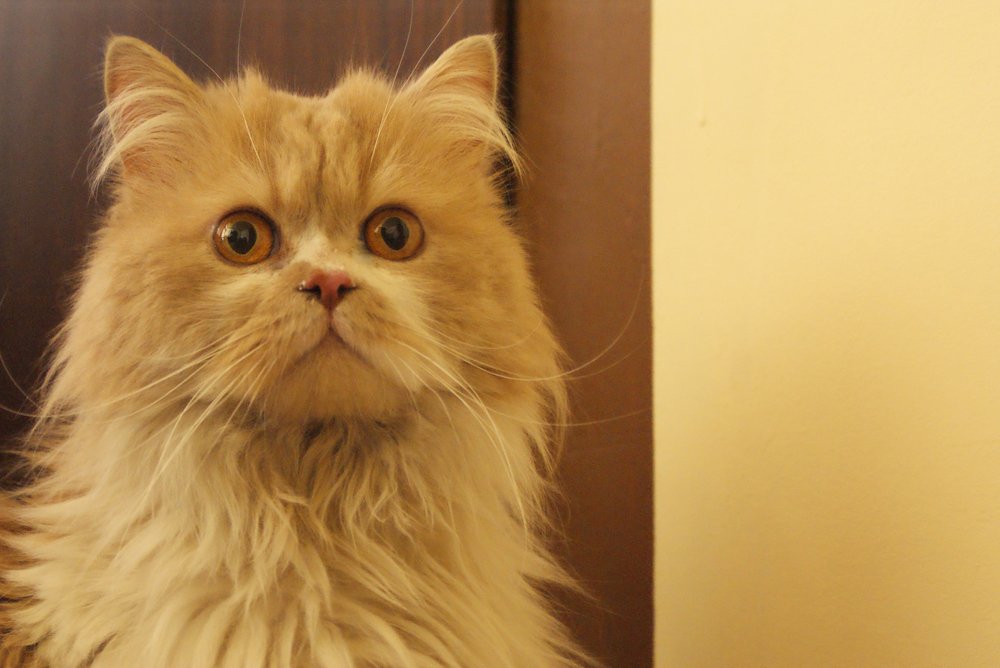 Photograph by Roozbeh Rahiminejat