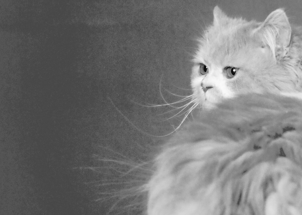 Photograph by Roozbeh Rahiminejat