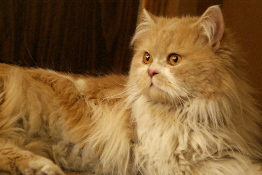 Photograph by Roozbeh Rahiminejat