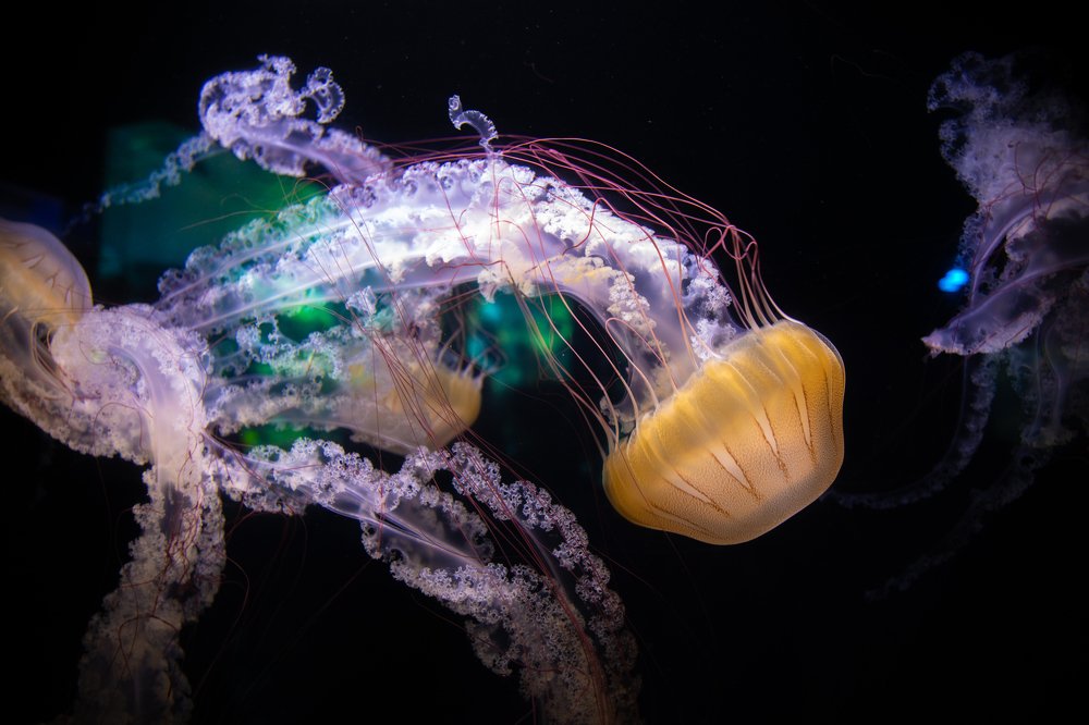 Photograph by Юрий Кравцов