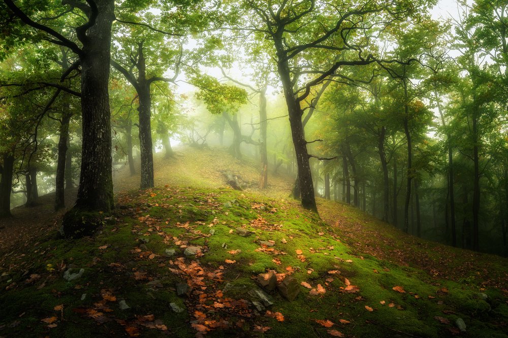 Mysterious forest in the Carpathians