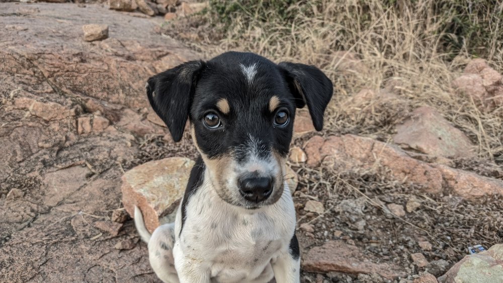 Photograph by Vijayakumar