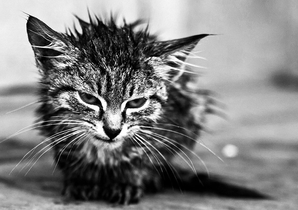 Photograph by Алексей Черников