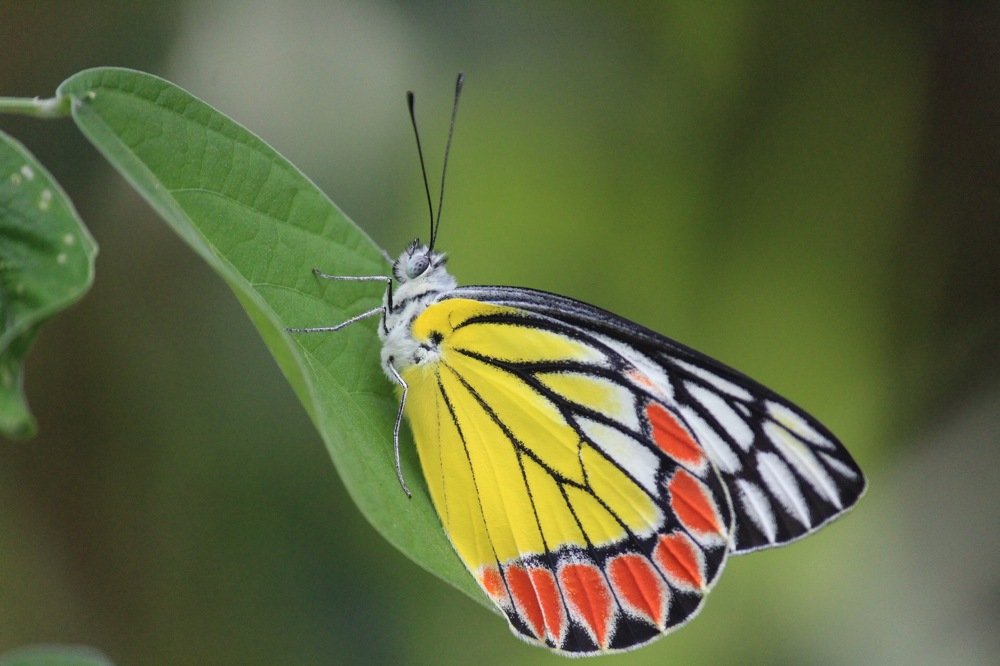 Photograph by Sharad vadoliya